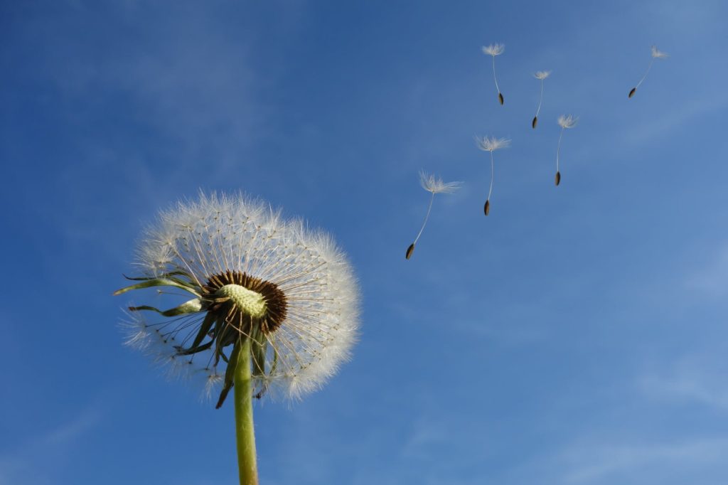 white dandelion under blue sky and white cloud